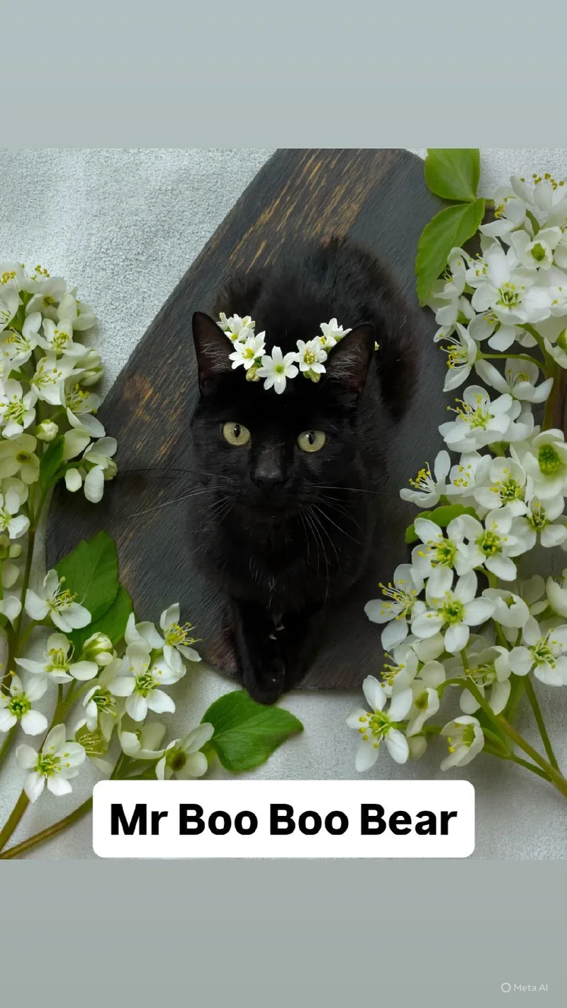 An adult medium-sized male Black Domestic Short Hair cat named Mr Boo Boo Bear for adoption in Walnut Creek, CA