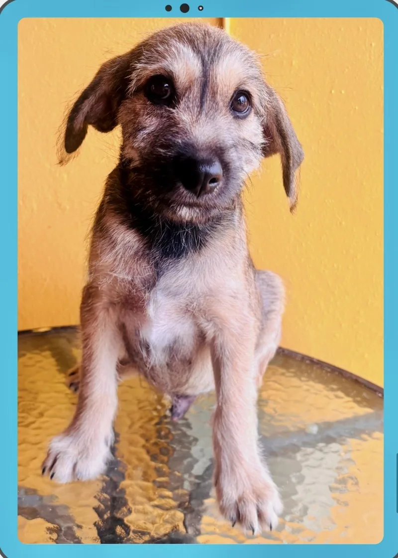 A baby medium-sized male Yellow / Tan / Blond / Fawn Border Terrier dog named Atlas for adoption in Lake Forest, IL