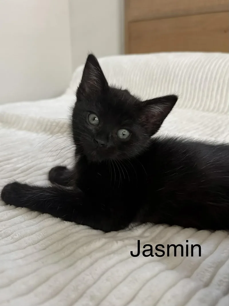 A baby medium-sized female Black Domestic Short Hair cat named Jasmin for adoption in Oakley, CA