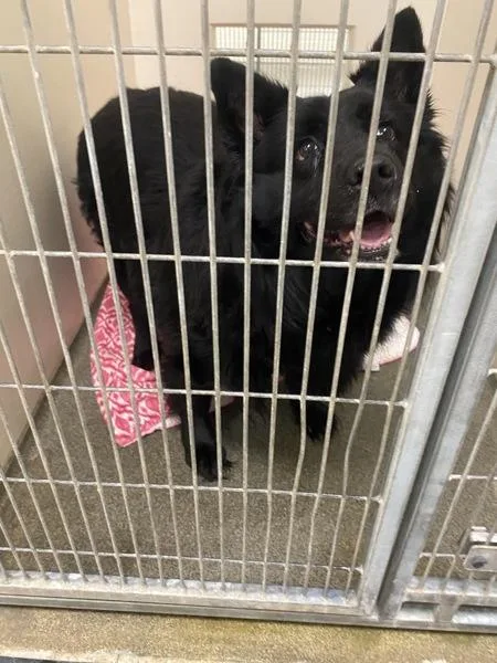 Pickleball thumbnail 2