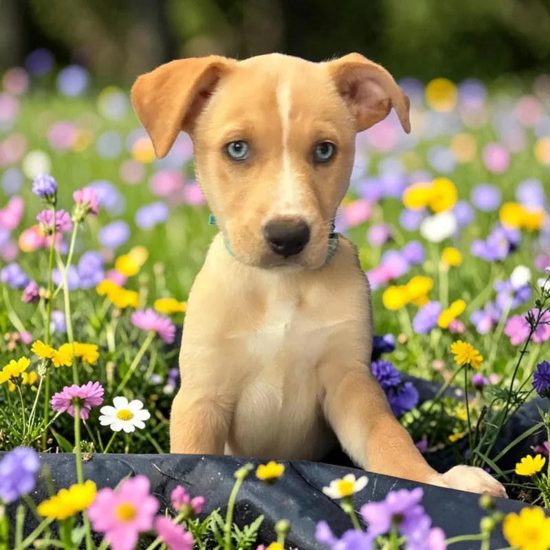 A baby medium-sized female White / Cream Labrador Retriever dog named Lilith for adoption in Hatfield, PA