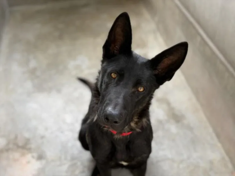 A young large-sized female German Shepherd Dog dog named Cali for adoption in San Pedro, CA