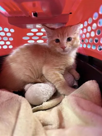 A baby small-sized male Orange / Red Domestic Short Hair cat named Reeses for adoption in El Paso, TX