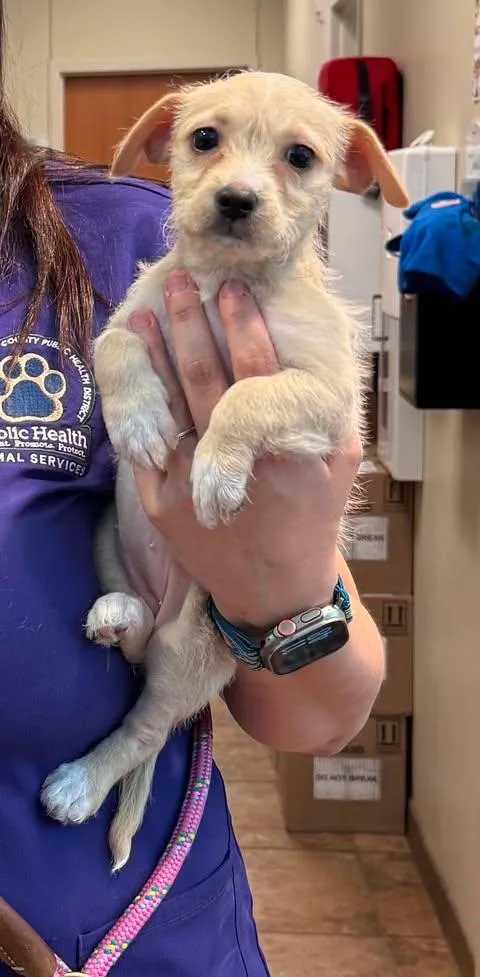 A baby small-sized female Apricot / Beige Terrier dog named Sky for adoption in Wichita Falls, TX