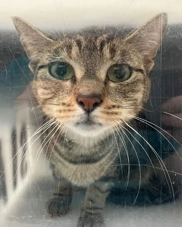 A young medium-sized female Domestic Short Hair cat named Aquarius for adoption in Staten Island, NY