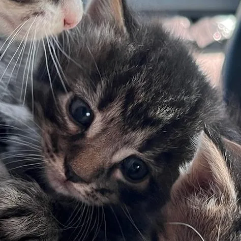 A baby small-sized male Brown / Chocolate Domestic Short Hair cat named Jerry for adoption in Durant, OK