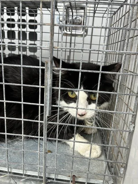 An adult large-sized female Domestic Long Hair cat named A for adoption in Palmetto, FL