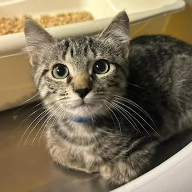 A baby small-sized male Gray / Blue / Silver Domestic Short Hair cat named Fezzik for adoption in Knoxville, TN