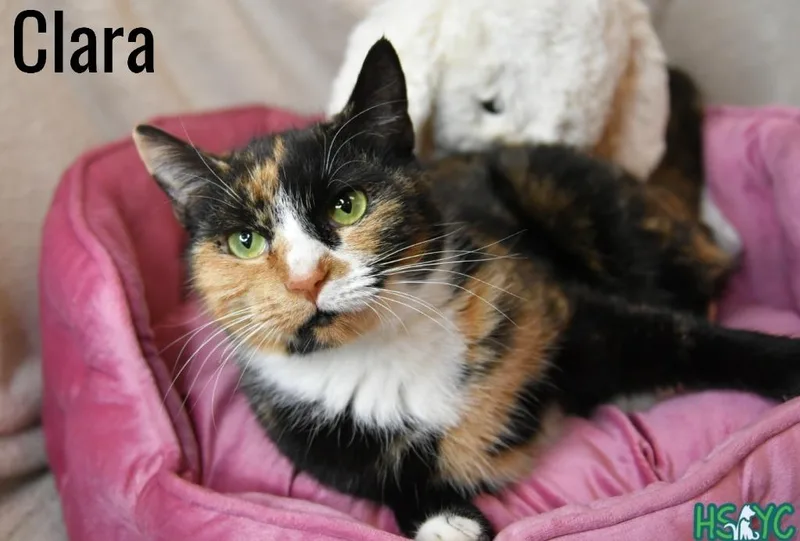A young medium-sized female Domestic Short Hair cat named Clara for adoption in Fort Mill, SC
