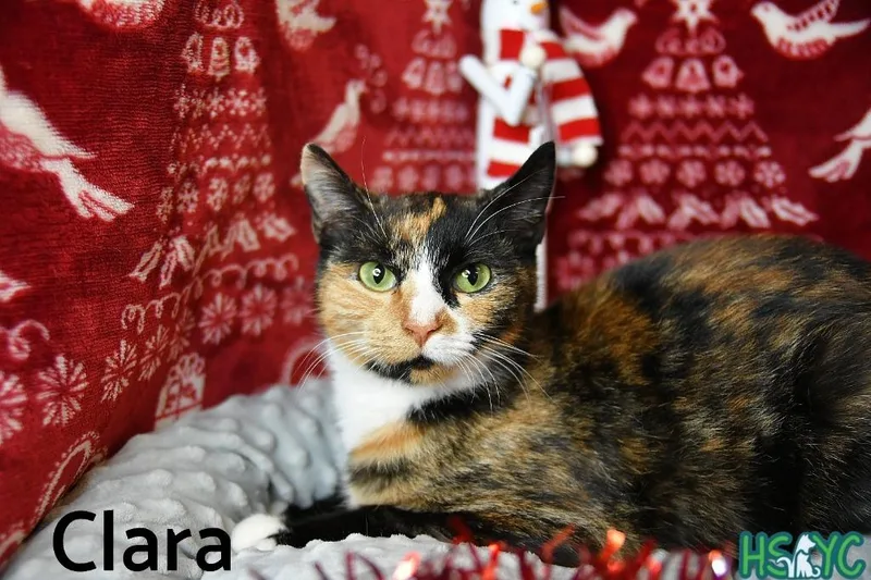 Clara thumbnail 2