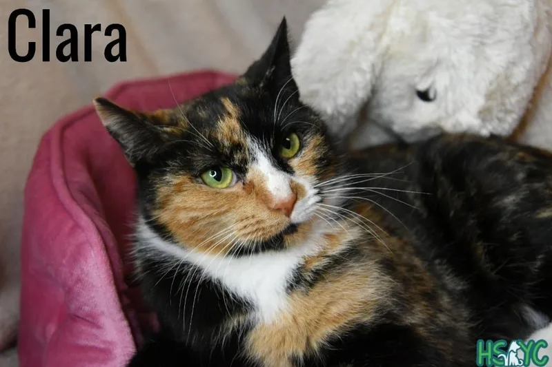 Clara thumbnail 3