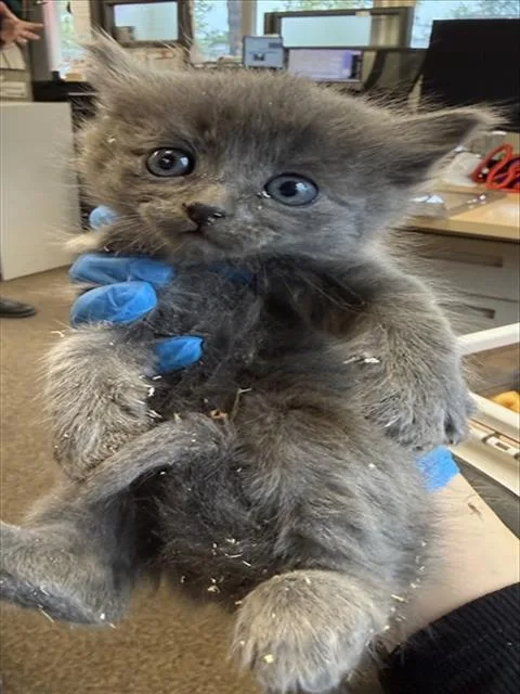 A baby small-sized female Gray / Blue / Silver Domestic Short Hair cat named Silver for adoption in Woodland, CA