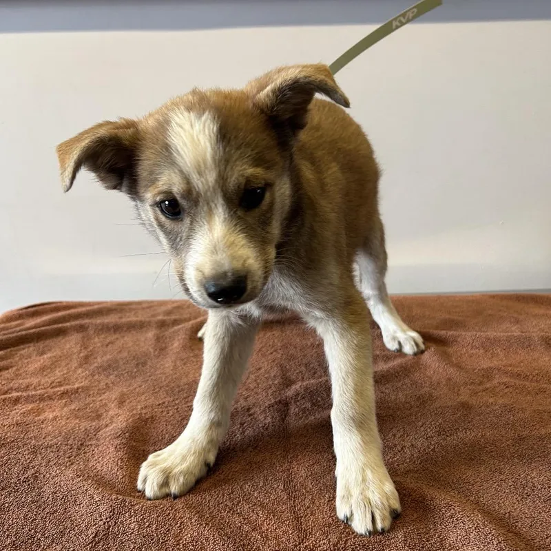 A baby small-sized female Yellow / Tan / Blond / Fawn Shepherd dog named Honey for adoption in San Gabriel, CA