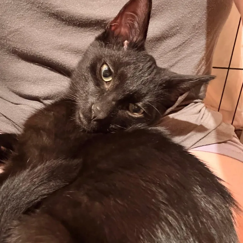 A baby medium-sized male Domestic Short Hair cat named Little Bean for adoption in Royal Oak, MI
