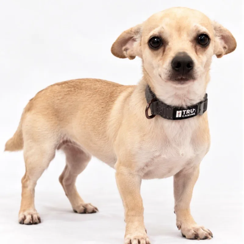 An adult small-sized male Chihuahua dog named Felipe for adoption in miami, FL