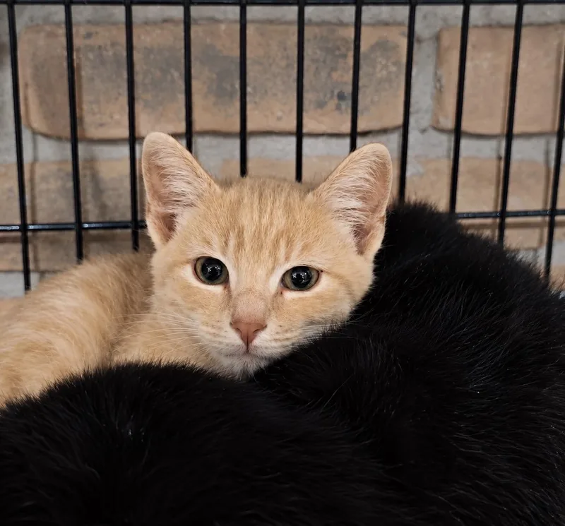A baby medium-sized male Orange & White Domestic Short Hair cat named Button for adoption in Pocatello, ID
