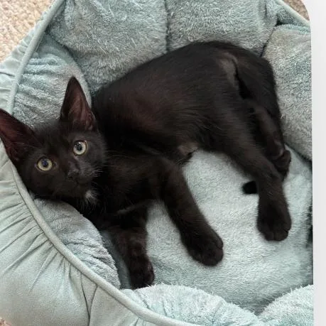 A baby small-sized male Black Domestic Short Hair cat named Oreo for adoption in Houston, TX