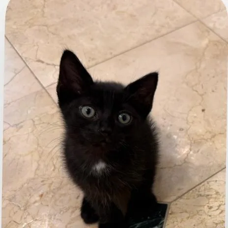 Oreo thumbnail 2