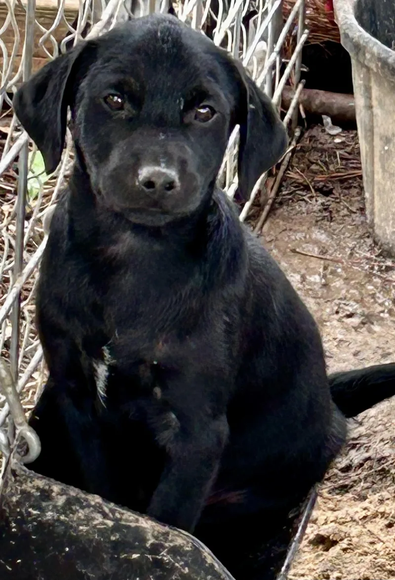 A baby medium-sized female Bicolor Labrador Retriever dog named The Office puppies for adoption in Okolona, MS