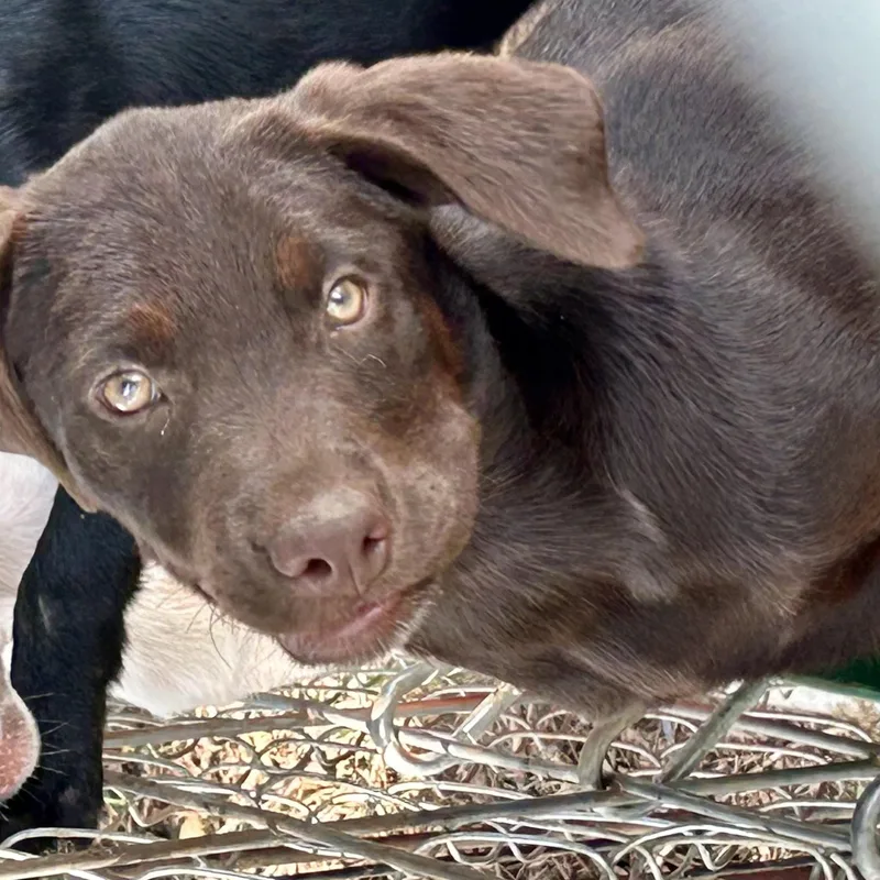 The Office puppies thumbnail 2