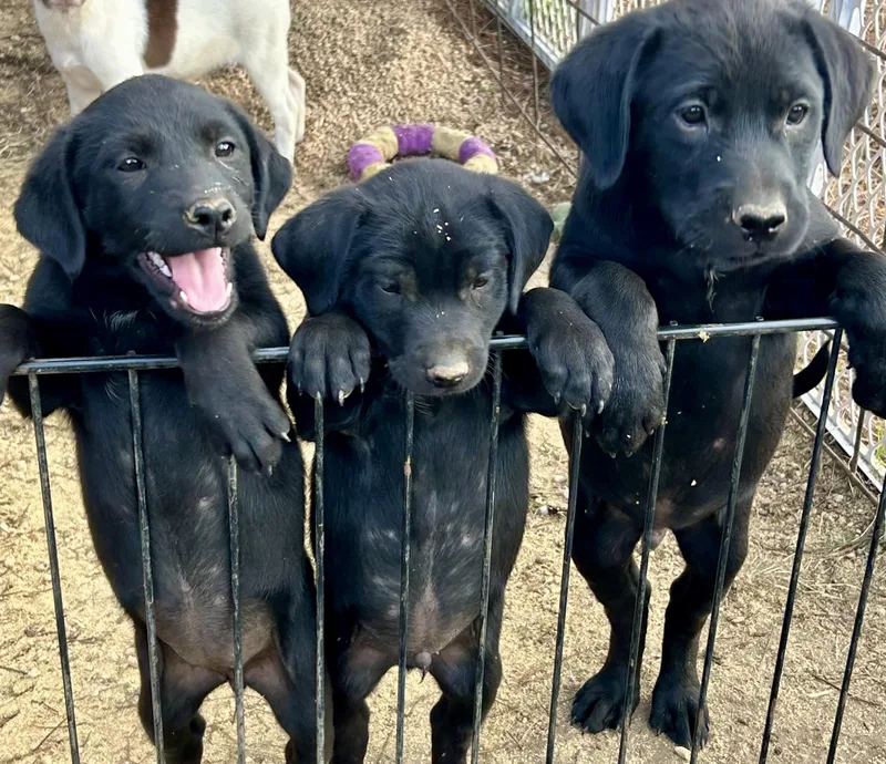 The Office puppies thumbnail 3