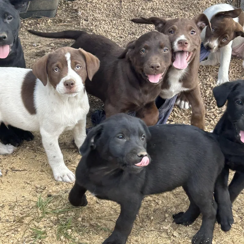 The Office puppies thumbnail 5