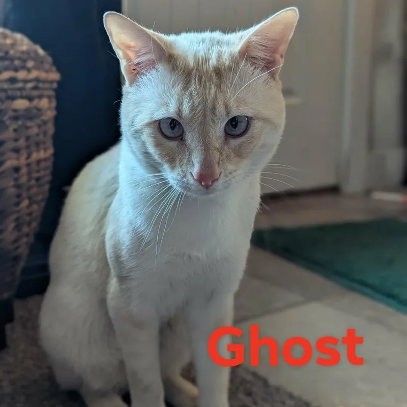 An adult small-sized male Flame Point Domestic Short Hair cat named Ghost Balls Malone for adoption in Eagle Mountain, UT