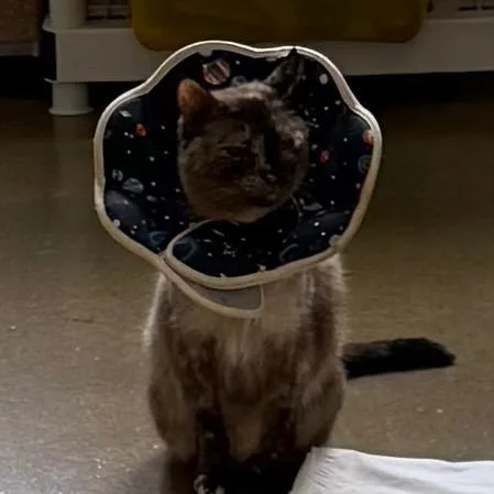 A senior small-sized female Siamese cat named Missy for adoption in Bensalem, PA
