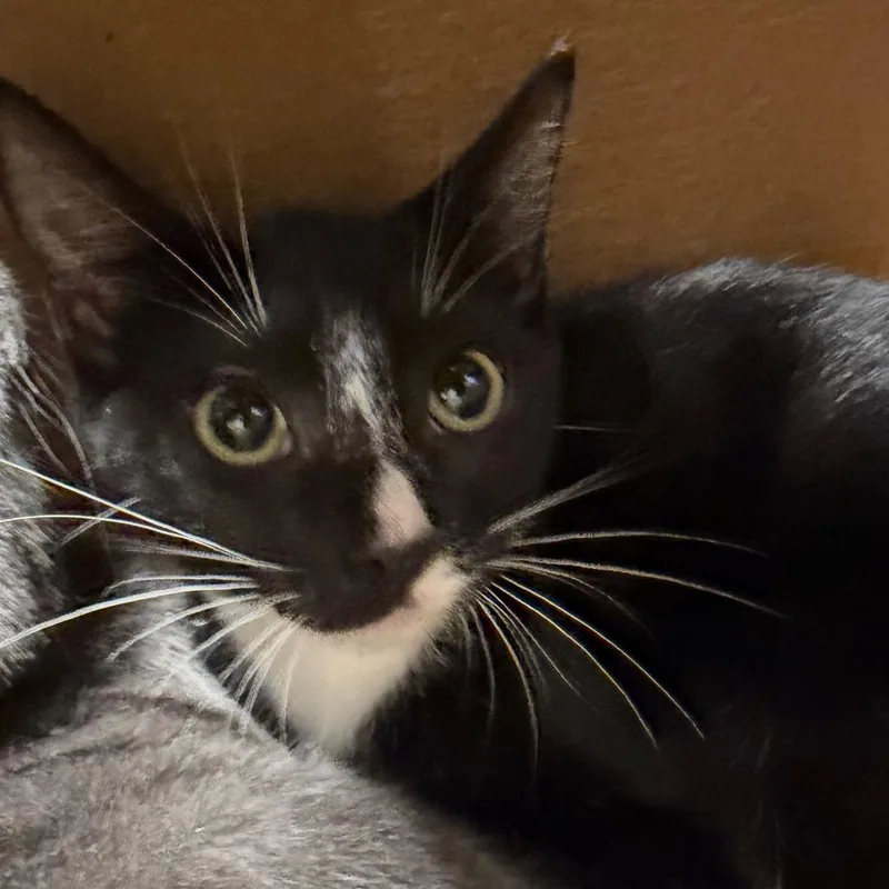 A baby small-sized female Black Domestic Short Hair cat named Chloe for adoption in Tampa, FL