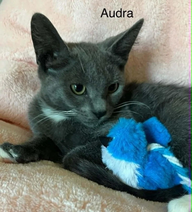 A baby medium-sized female Gray & White Russian Blue cat named Audra for adoption in Wyandotte, MI