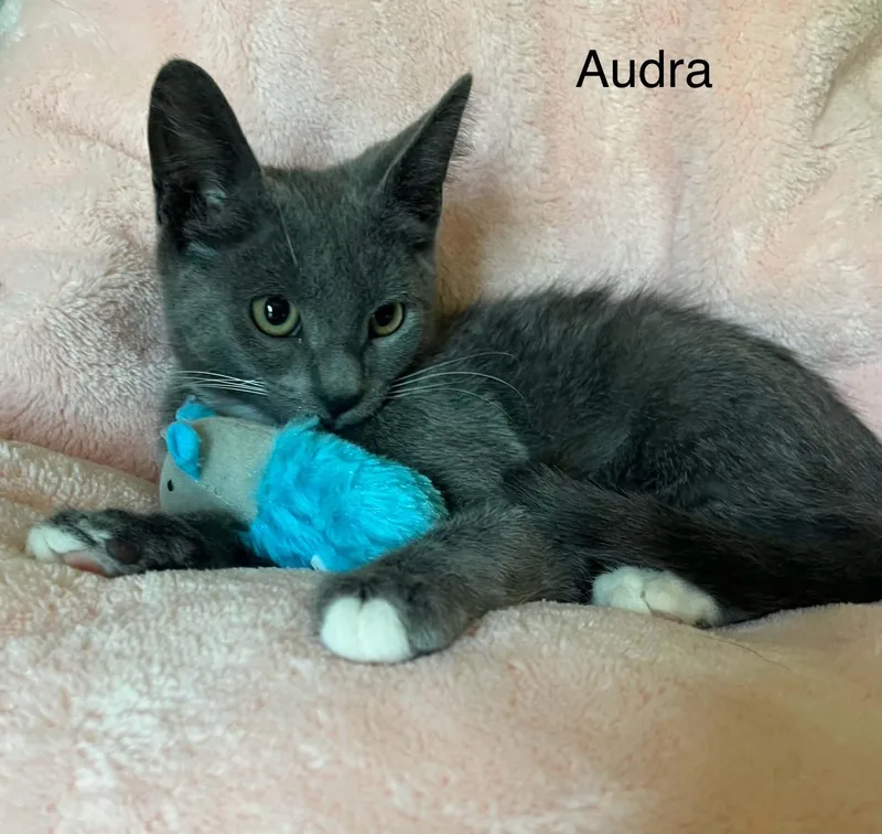 Audra thumbnail 2