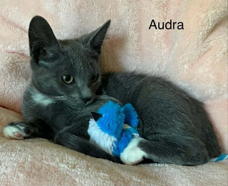 Audra thumbnail 3