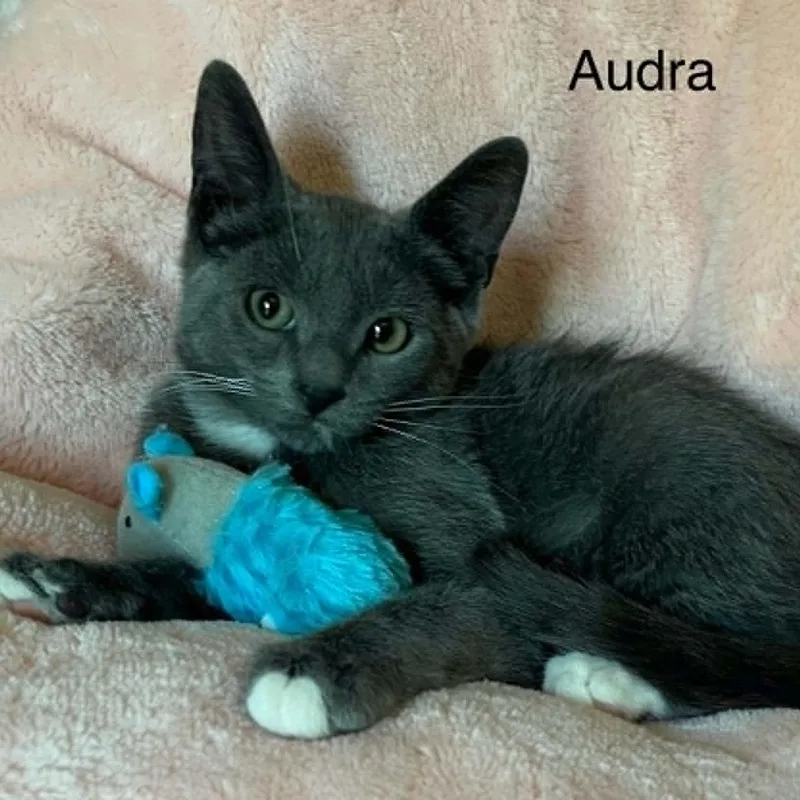 Audra thumbnail 5