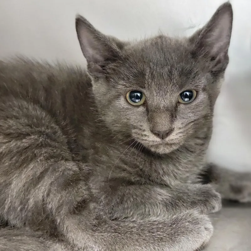 A baby small-sized female Gray / Blue / Silver Domestic Short Hair cat named Wafflesworth for adoption in Sarasota, FL