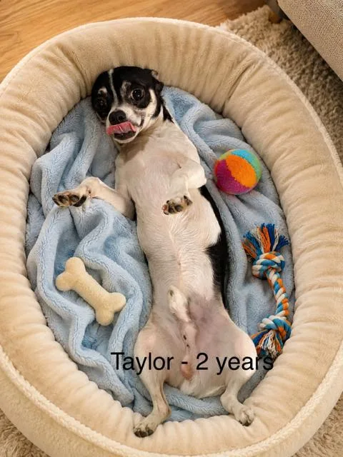 A young small-sized male Chihuahua dog named Taylor for adoption in Zimmerman, MN