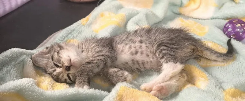 A baby medium-sized female Tabby (Gray / Blue / Silver) Domestic Short Hair cat named Daisy for adoption in Batesville, AR