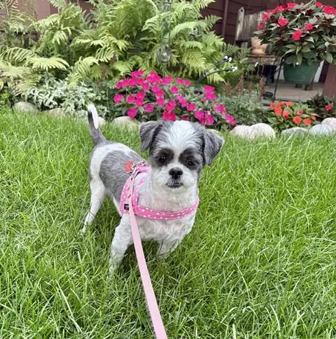 Gemma