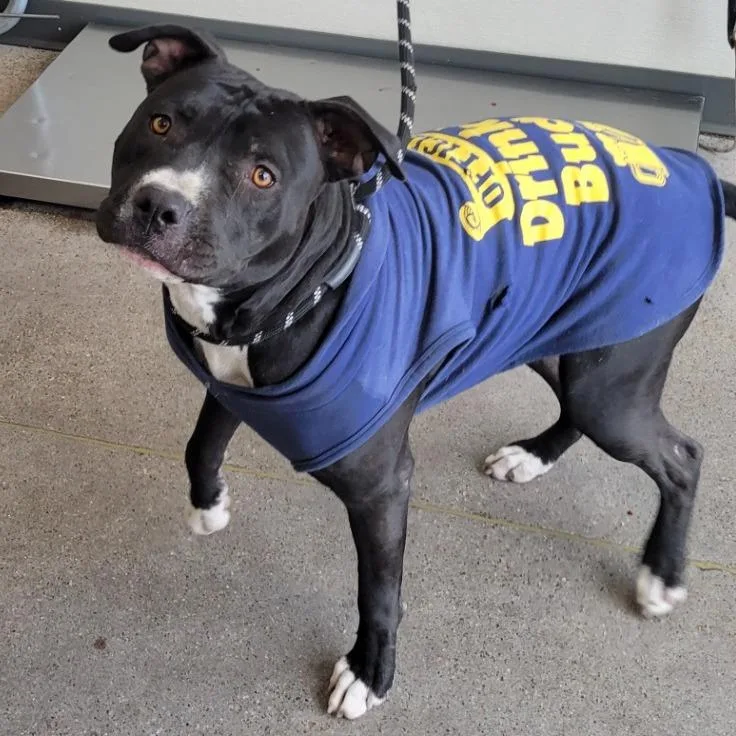An adult large-sized female Black Mixed Breed dog named Jan for adoption in Las Cruces, NM