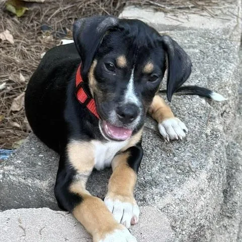 A baby medium-sized male Boxer dog named Joey Puzzle for adoption in Andover, MA
