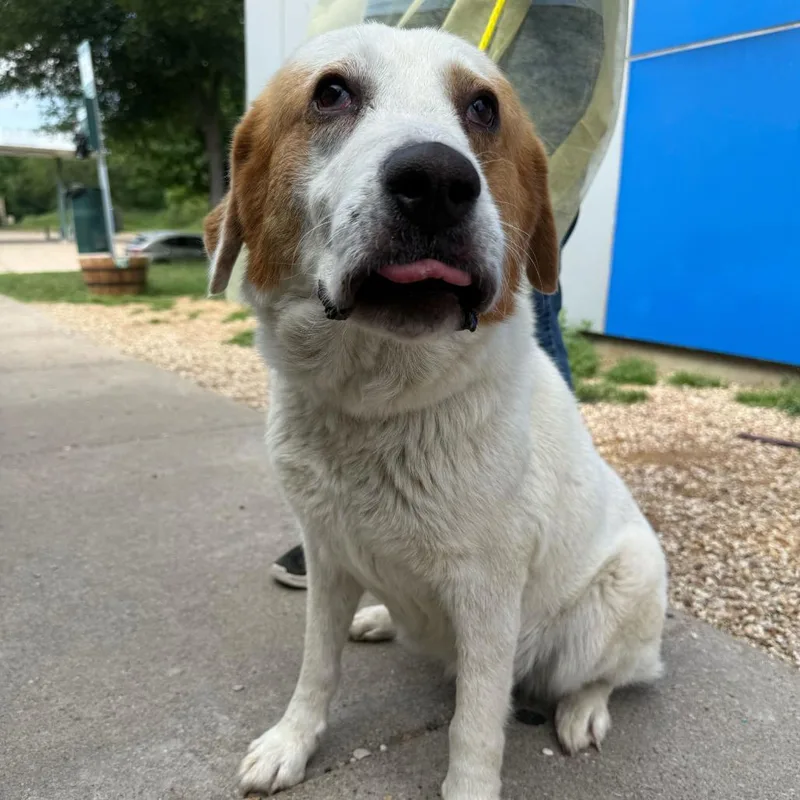 An adult medium-sized female White / Cream Great Pyrenees dog named Mabel for adoption in Brooklyn, NY