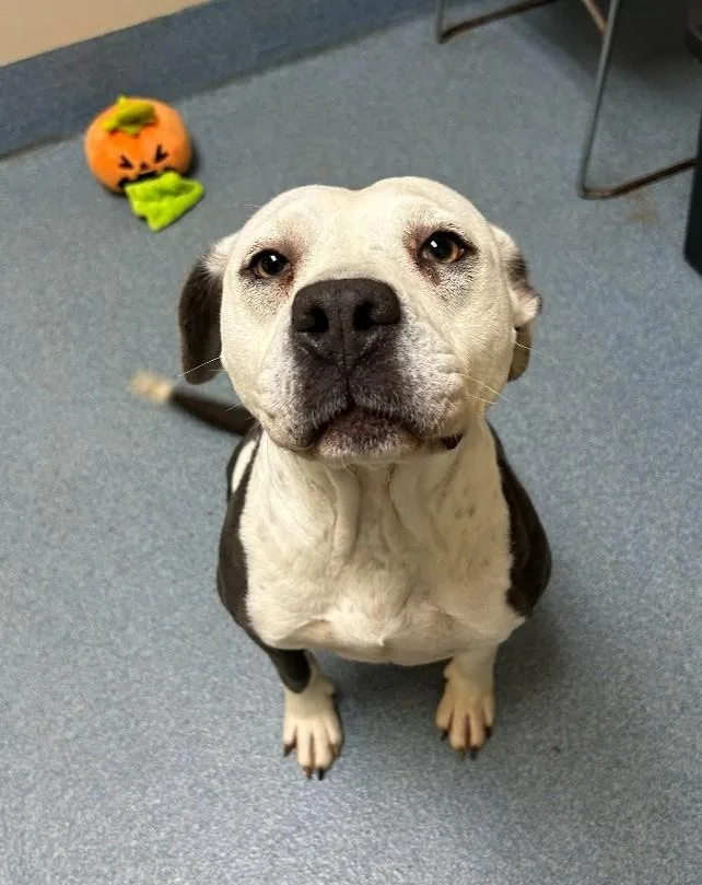 An adult medium-sized female Black Pit Bull Terrier dog named Felicity for adoption in Suffolk, VA
