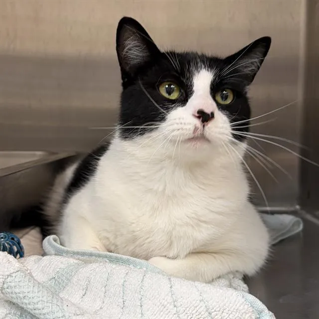 A young small-sized male Domestic Short Hair cat named Mikey for adoption in Centerville, MA