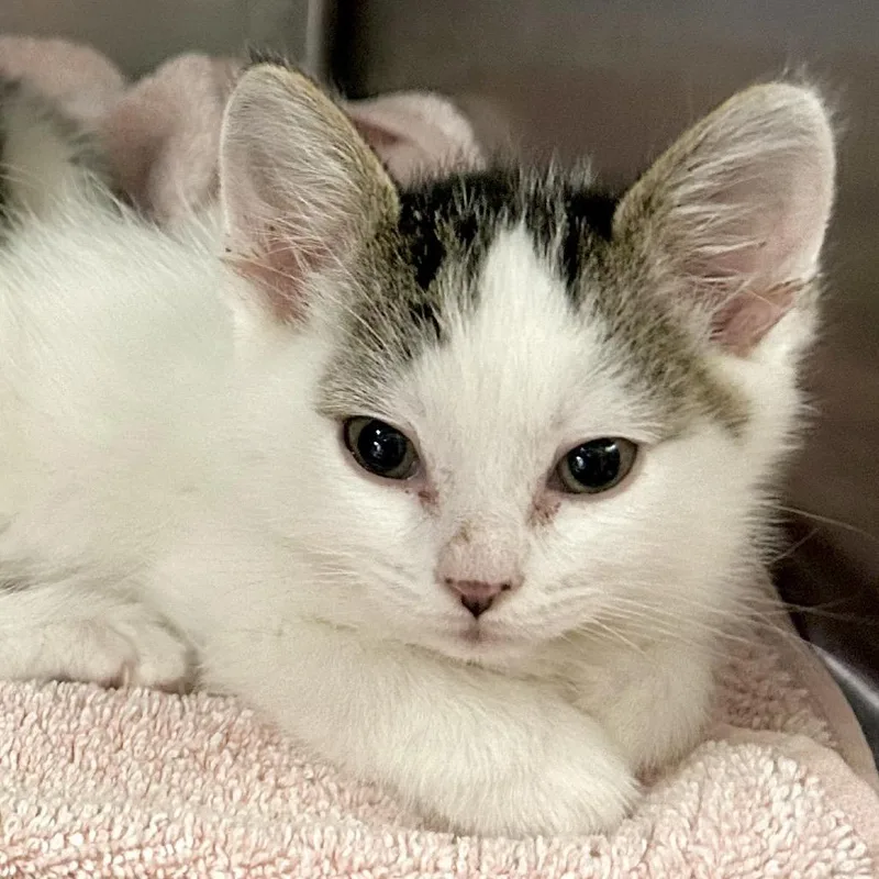 A baby small-sized male White Domestic Short Hair cat named Theo for adoption in San Gabriel, CA