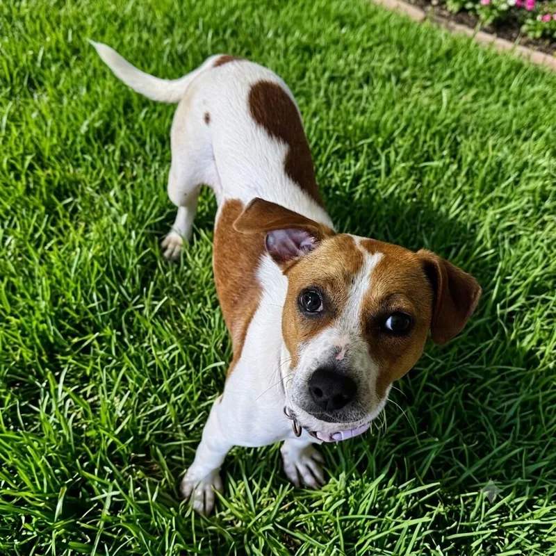 An adult small-sized female Red / Chestnut / Orange Mixed Breed dog named Tiffany for adoption in Brownsboro, AL