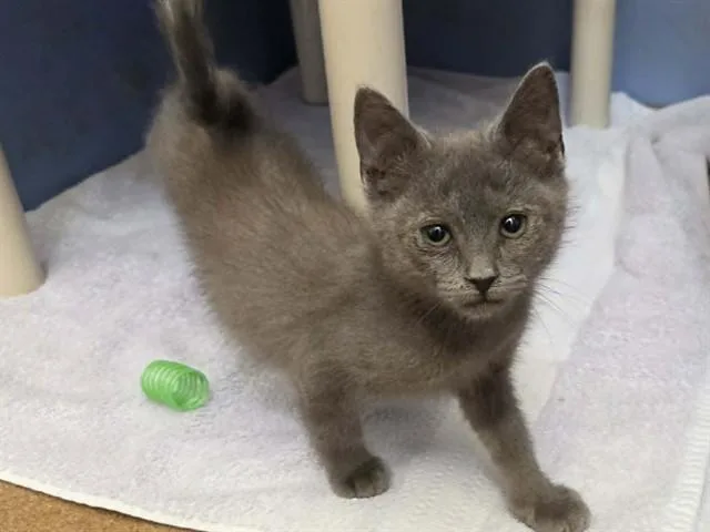 A baby small-sized female Domestic Short Hair cat named Capri for adoption in Martinez, CA
