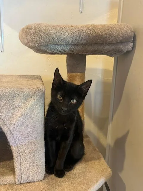 A young medium-sized male Black Domestic Short Hair cat named Danny for adoption in Spencer, MA