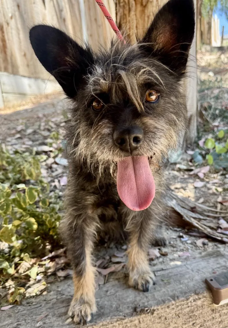 An adult small-sized female Black Terrier dog named Nora for adoption in Valley Village, CA