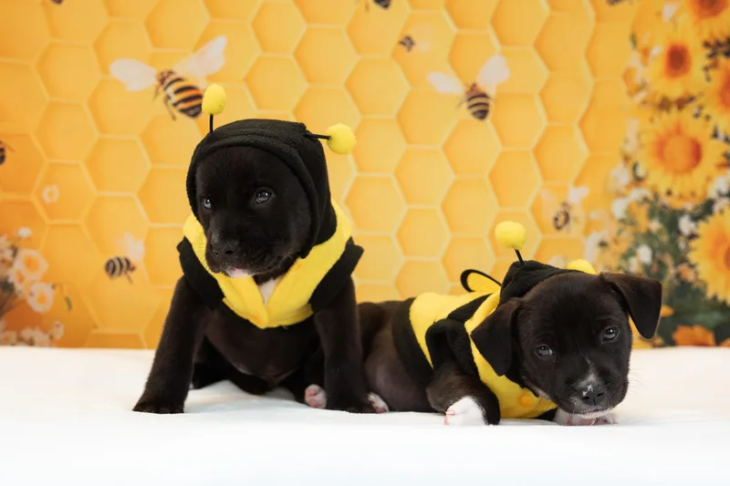 A baby medium-sized female Black Labrador Retriever dog named Honeybee for adoption in Avon, CT