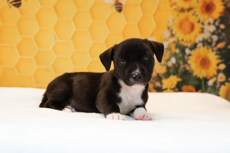 Honeybee thumbnail 2