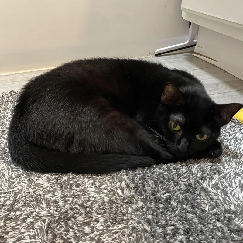 A baby small-sized female Domestic Short Hair cat named In A Nutshell for adoption in Brooklyn, NY